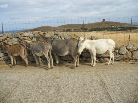 Les_anes_blancs_d_Asinara.JPG